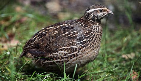 The Best Quail Breeds To Raise - Hobby Farms