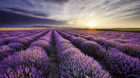 1920X1080 Lavender Wallpapers - Top Free 1920X1080 Lavender Backgrounds ...