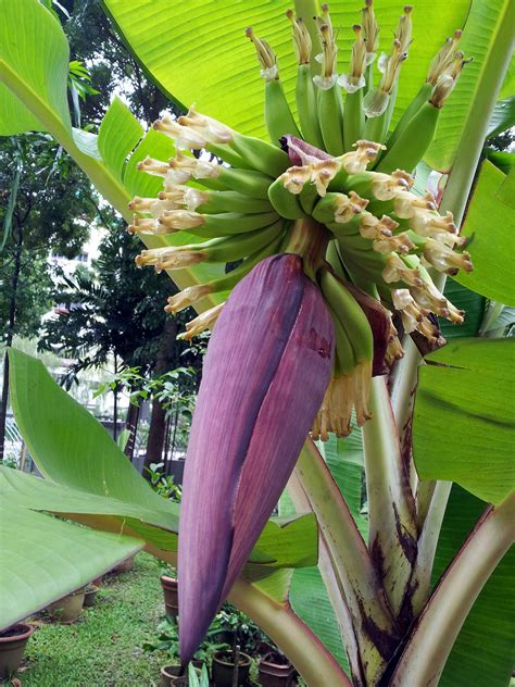 Banana Tree Flower Free Stock Photo - Public Domain Pictures