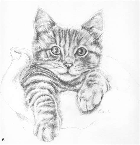 Portrait Drawings of Cats | Realistic cat drawing, Cats art drawing ...