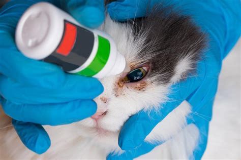 Cat Eye Diseases - Causes, Symptoms and Treatment - FULL LIST with PHOTOS!