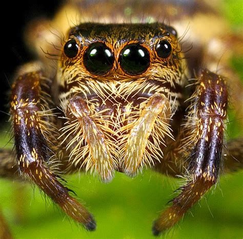 Aracnablog - El blog de las arañas: Salticidae