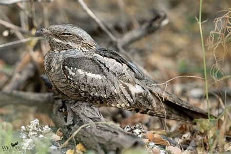 European Nightjar | Nightjars (Caprimulgidae) | Gallery | WildArt ...