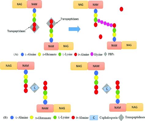 3 Mechanism of action of cephalosporin. (A) Transpeptidation reaction ...