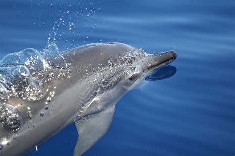 A Dolphin Diet | The Current