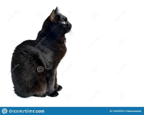 Photo about Studio portrait of the young black cat is sitting on a ...