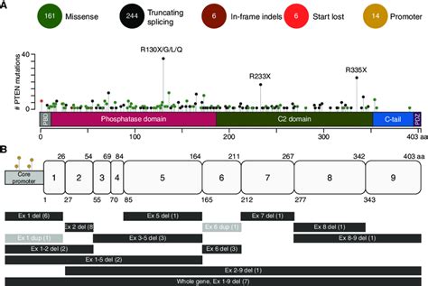 PTEN structure and gene mutation spectrum in PTEN hamartoma tumor ...