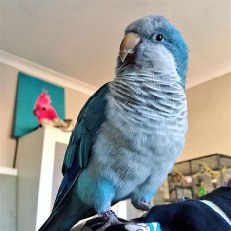 Why a Blue Quaker Parrot Makes Such a Great Pet | World News and Events