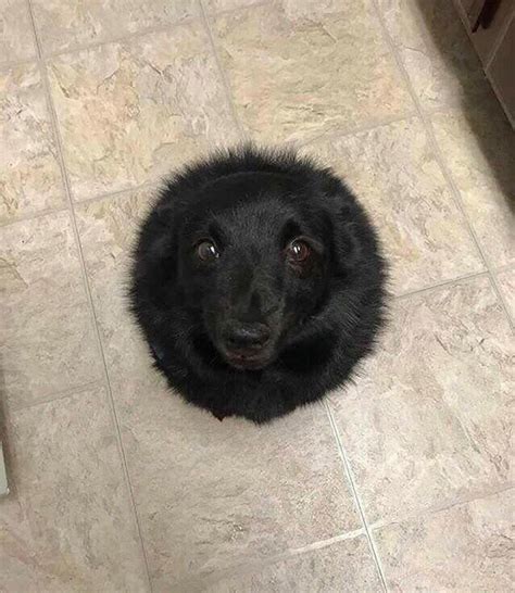 This Instagram Account Posts The World’s Roundest Animals (Not ...