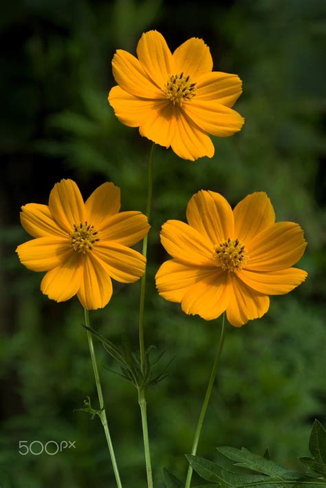 Flowers-Cosmos yellow - Flowers-Three cosmos flowers-Cosmos bipinnatus ...