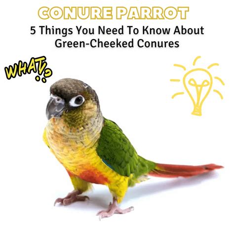 Conure parrot - Some Information You Should Know About Conure