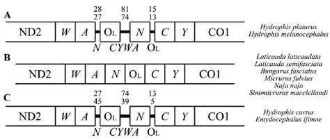 Intergenic spacers located in the cluster of five tRNA genes (WANCY ...