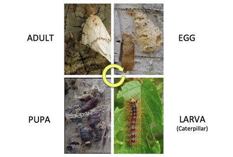 Life Cycle – Spongy Moth in Wisconsin