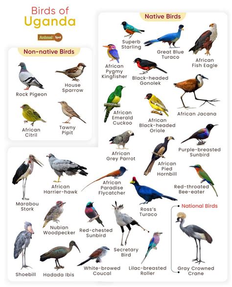 List of Birds Found in Uganda with Pictures