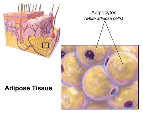 Differentiating but not Mature Adipocytes Provide a Defense Against S ...