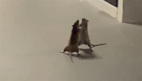 Woman Captures Hilarious Video Of A Cat Watching Two Rats Fight | Bored ...