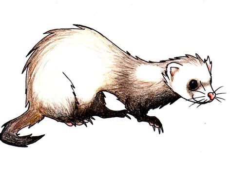 Ferret Clipart | Free download on ClipArtMag