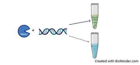 2-Step DNase I Assay Kit 82213