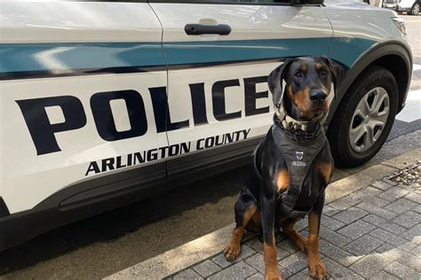 Are Doberman Part Of The Police Force