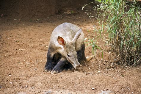 Aardvark Animal Facts & Information