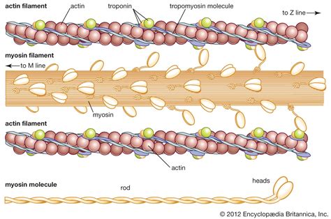 Actin | Definition & Function | Britannica