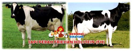 Mengenal Sapi Perah Friesian Holstein (FH) - Mengenal Binatang