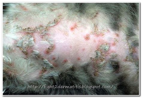 Dermatitis Treatment for Cats | Let us Fight To DERMATITIS