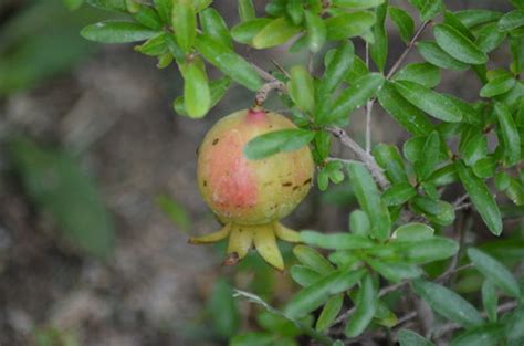 Dwarf pomegranate--first fruit!