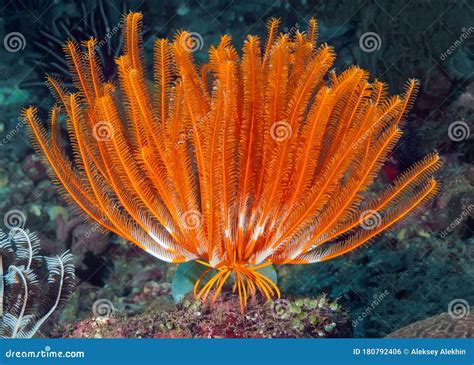 Sea Lily Feather Star on Top of Coral. Underwater Macro Photography ...