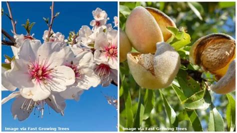 12 Different Types of Almond Trees & Identifying Features