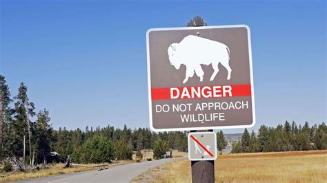 Bison attack: Woman seriously injured in Yellowstone National Park | CNN