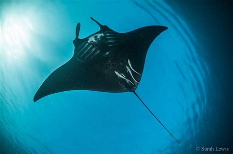 Everything You Need to Know About Diving with Manta Rays