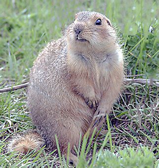 Facts About Gophers | Gopher Facts | Havahart®