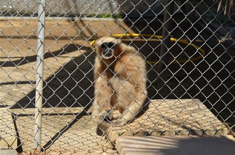 Gibbon Conservation Center - ZooChat