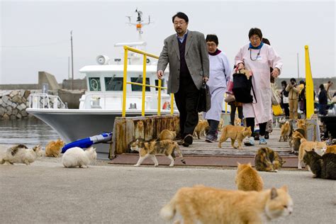 A Visit to Aoshima, a Japanese 'Cat Island' - The Atlantic