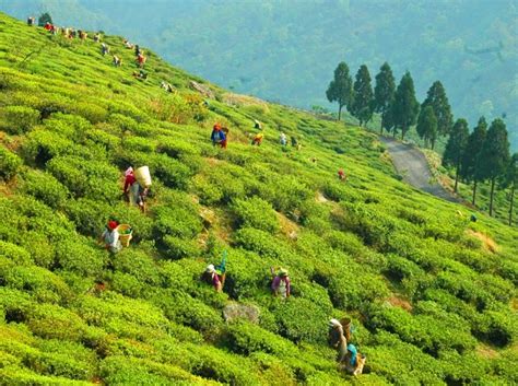 Top 15 Tourist Places To Visit In Darjeeling | Styles At Life