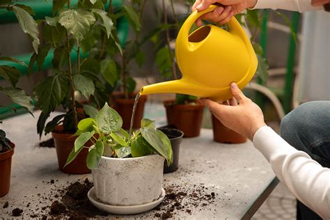 Your Ultimate Guide to Watering Indoor Plants | Bria House and Lot ...