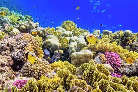 Red Sea Coral Reefs By Marcello Bertinetti | ubicaciondepersonas.cdmx ...