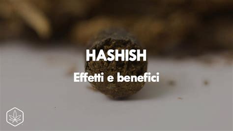 Hashish Effects: Understanding the Benefits of Hashish Light - Hemp ...