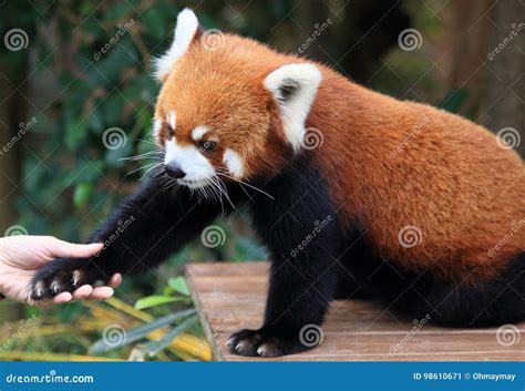 Red Panda Shaking Hand with Human Stock Image - Image of ocean ...