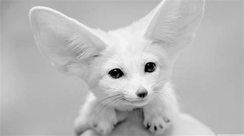 Download Uhd - White Fennec Fox Full Grown On Itl.cat