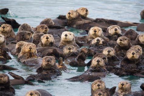 The Rebound of the Sea Otter - Alaska Magazine