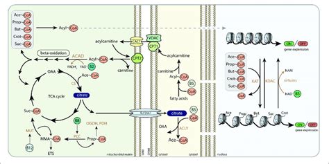 | The role of B-vitamins in acyl-CoA metabolism and histone acylation ...