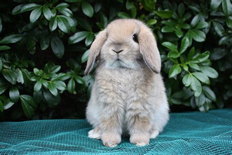 15 of the Best Pet Rabbit Breeds - PetHelpful