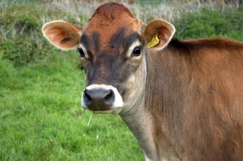 Brown jersey cow stock image. Image of farming, countryside - 14341505