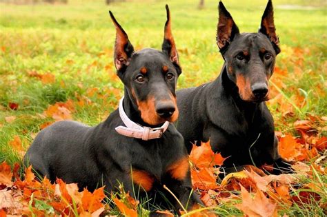 Doberman Dog Wallpapers - Wallpaper Cave