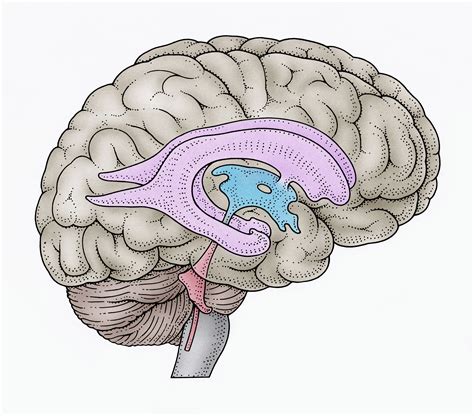 Brain Ventricles Location and Role