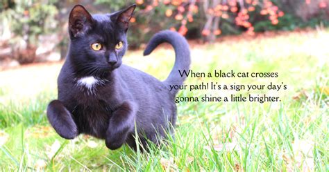 Are Black Cats the New Good Luck Charm? | Mother Nature