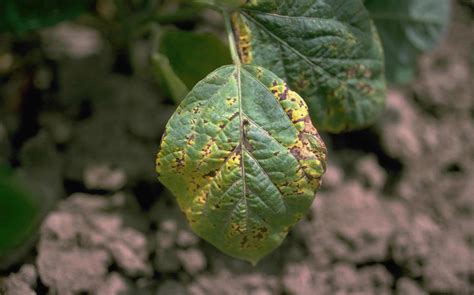 Soybean | Diseases and Pests, Description, Uses, Propagation