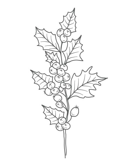 Holly Line Art. Holly outline Illustration. December Birth Month Flower ...